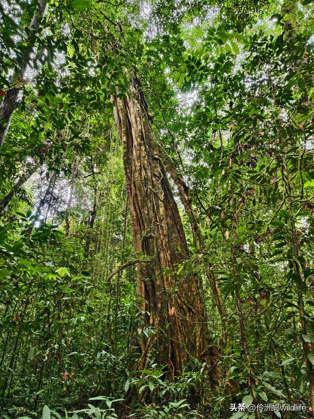 马来西亚(30)砂拉越州④姆鲁山徒步线路