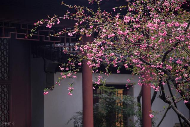 这座我去了又去的江南小城，魅力实在太大了