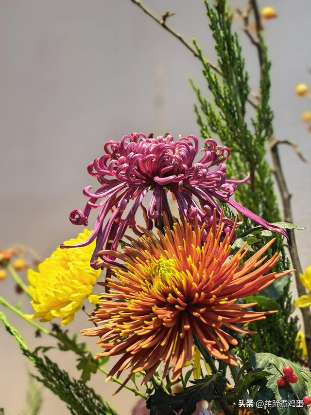 秋风独宠一园菊，晚来香艳出樊篱——北京北海公园2025年菊花展