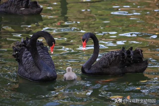 落羽杉红了,天鹅宝宝也出窝啦!