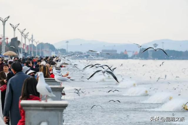 昆明人私藏观鸥地图+观杏!滴滴6折立减35元打车券直接薅