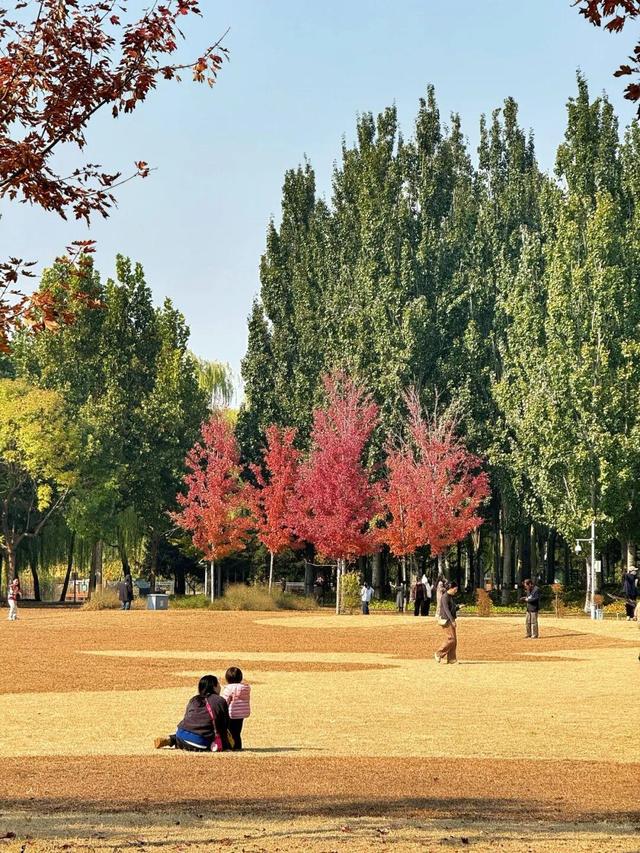 实拍！海淀“莫奈花园”已开启五彩斑斓“童话模式”