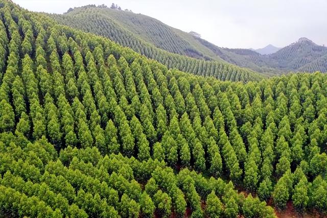 日本和美国早已禁种，那中国为何依然大力种植？背后的原因不简单