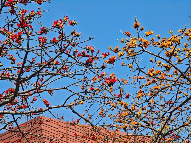 岭南木棉红，云山礼遇英雄城！白云国际邀您共赴一场春日之约