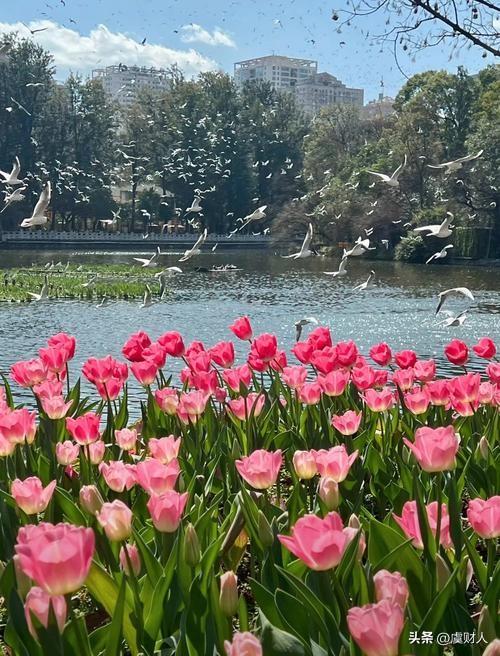 三月里春暖花开，云南正是花的季节