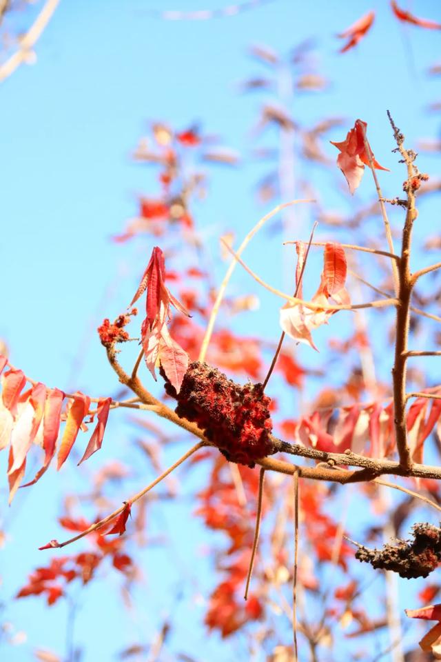 北疆文化 遇鉴赛罕 | 秋色漫卷赛罕:快将秋日打包,赶赴一场赛罕秋约!