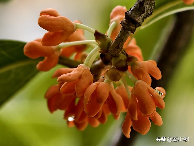 桂香漫城：桂林的秋日私语