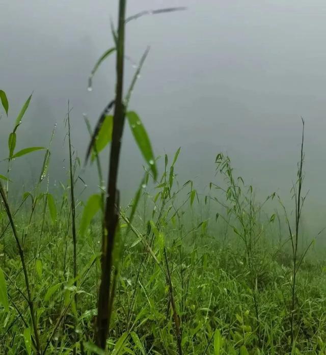 浔城故事 | 雨中登顶汉阳峰
