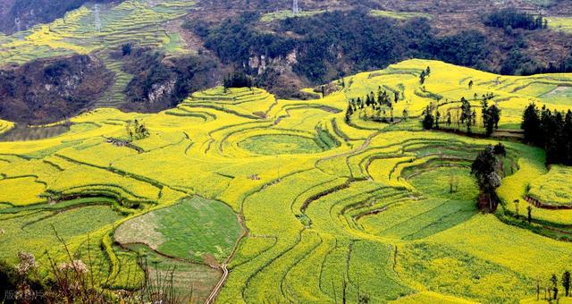 去罗平，追中国第一抹春！油菜花海已进入最佳观赏期，不要错过！