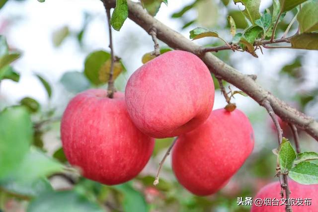 【乐游烟台】烟台福山大集有多好逛？