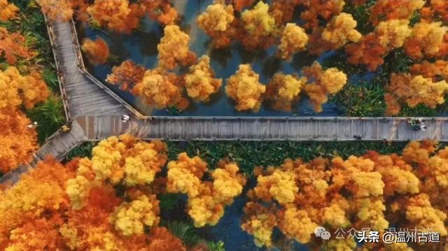 温州年度大片《红杉林》已经上映!随手一拍就是壁纸!