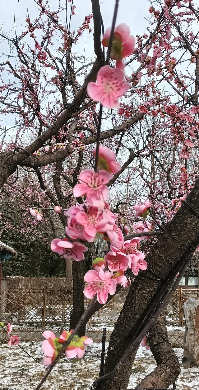 北京大观园“梅花”提早绽放 古风新春景致惊艳亮相