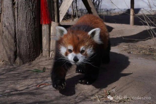 3月8日，鄂尔多斯送给所有女生的情书：免门票，请你来看白鲸！