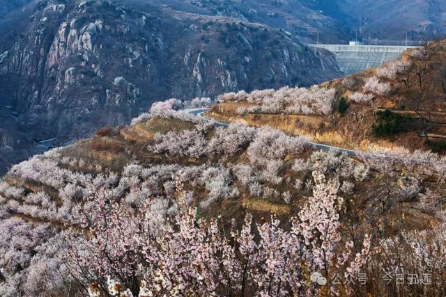 接下来的五莲，是这样的……