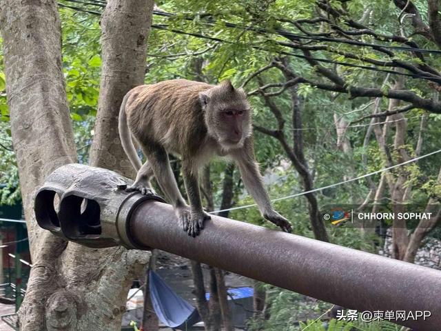 战壕与大炮陈列景区，柬埔寨一历史遗址变身打卡地