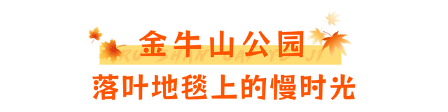 当秋风吻过乳山：一场关于色彩与治愈的漫步指南