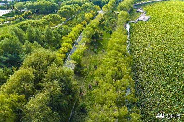 张掖润泉湖的生态风光绰约，它还是甘肃省首座国家级城市湿地公园