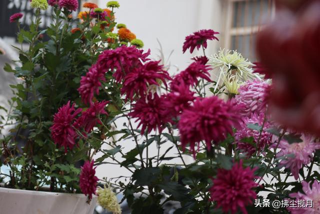 小区里的“菊展”，家门口的美景