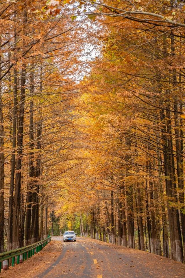 山野拾童趣!带娃来汉中这里,共享秋日亲子好时光~