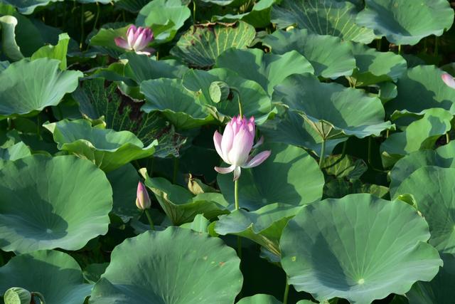 山东泰安东平稻屯洼湿地公园的荷花仙子