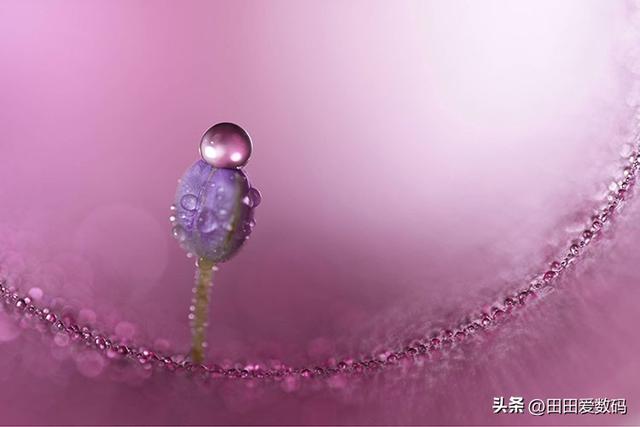 Sony 100mm F2.8 Macro GM 登场！ 接上增距镜轻松实现 2.8x 放大！