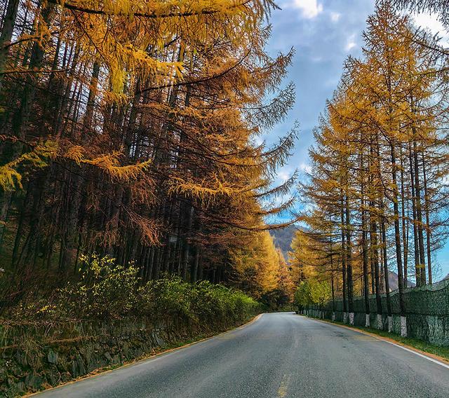 2024深秋四川行19 神农架风景区2 华中屋脊的五彩秘境