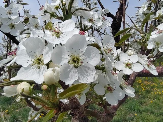 龙井：文化“活水”润边城 旅游“旺火”暖经济