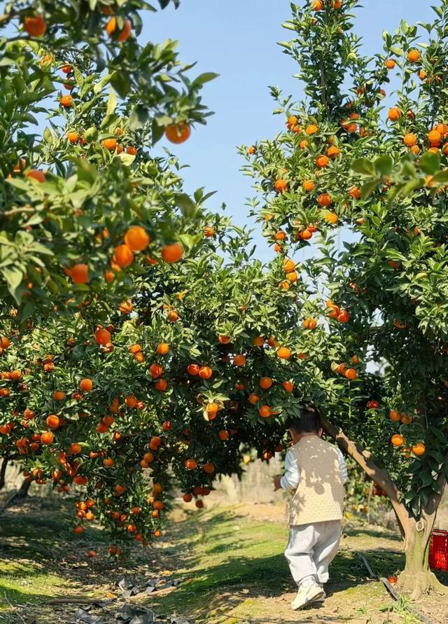 泑游丨桔味“夏天”