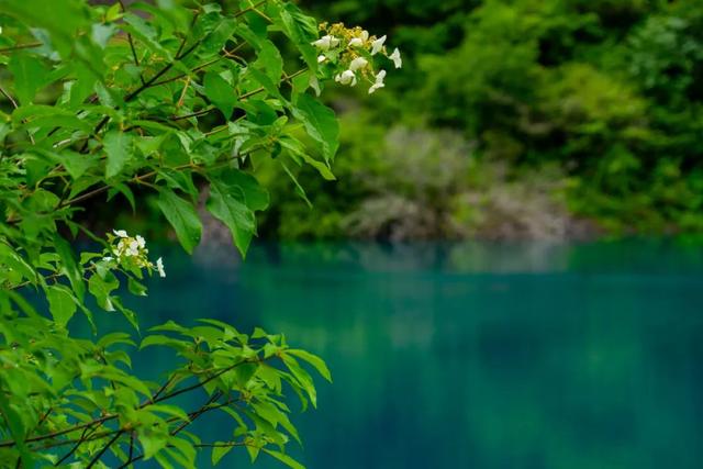 寻找松坪沟最佳拍档，入选就送门票！甜蜜的脆李和19℃清凉一起打包带走~