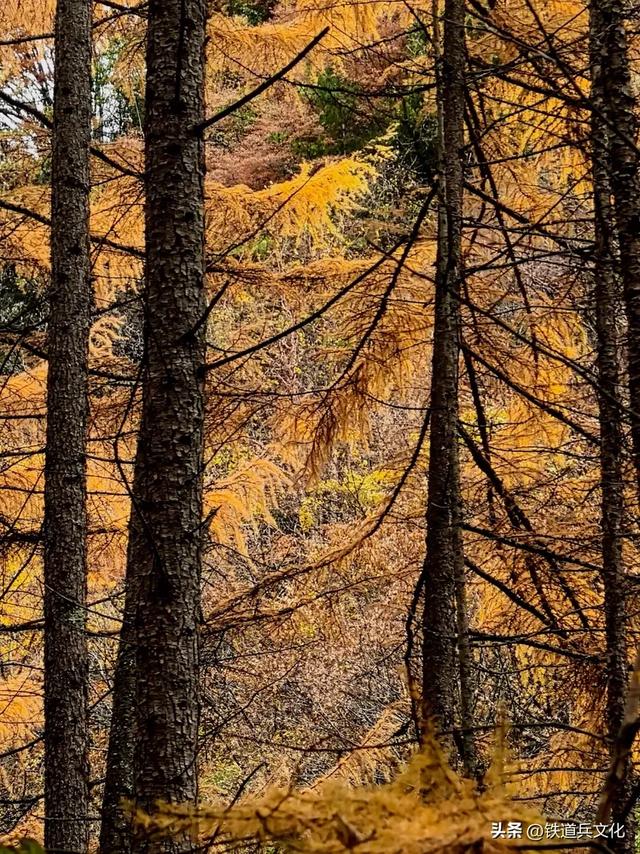 车过神农架【原创】作者：原铁十师陶玉和