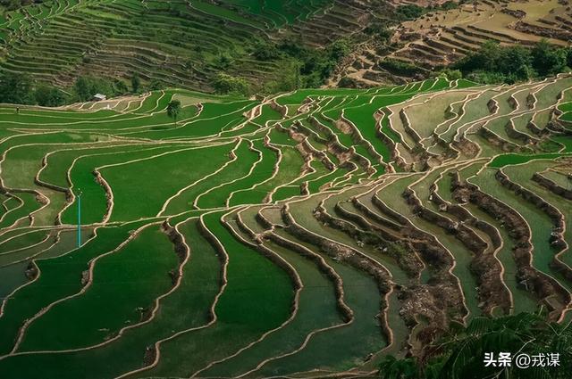 云南藏了个 “暖冬王炸”！20℃暖冬+万亩梯田，居然没多少人去？