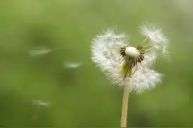 古诗词《风》图片