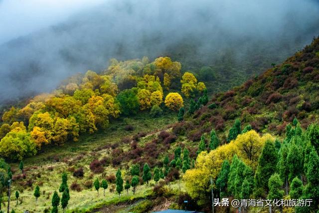 秋色漫卷海东，一场山水林间的浪漫叙事