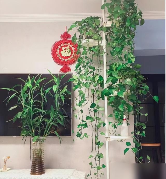 辽宁一31岁女子,因"养出绿萝爷爷"而走红,蜿蜒曲折,太壮观了