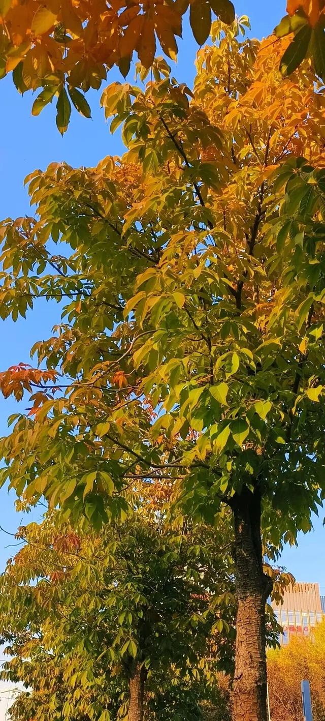 这个季节总要去趟正定，去邂逅那迷人的古建红和金秋黄！