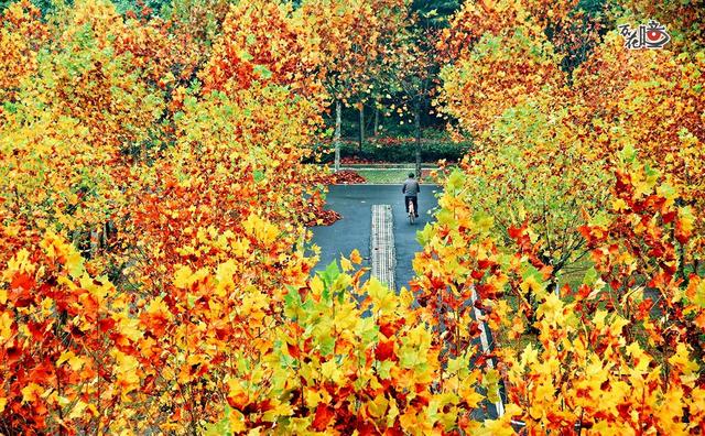 万花瞳｜限定版“彩林森林” 这是属于山城的冬日浪漫