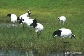 中国国鸟是哪一种鸟类？丹顶鹤没当上国鸟，原因竟和日本有关系！图片