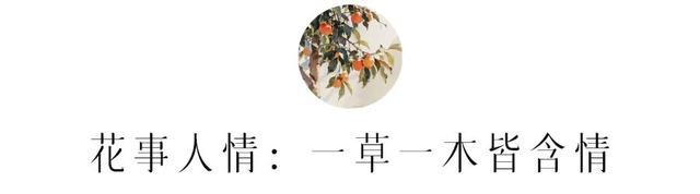 为了这棵树，我专门飞了一趟北京！