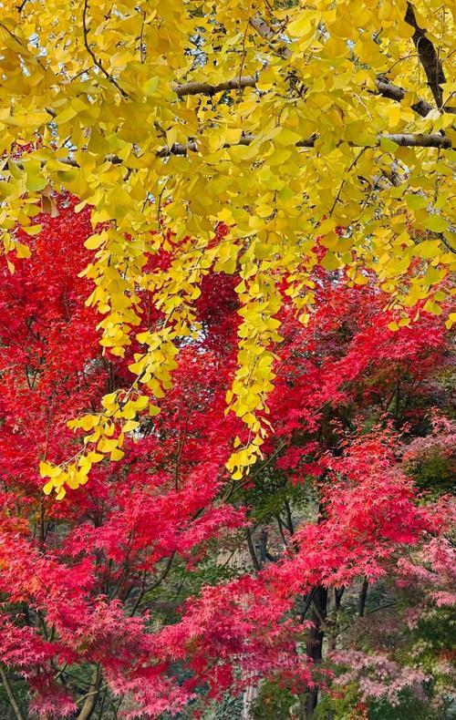 中国最知名的四大红叶观赏胜地：层林尽染，美不胜收