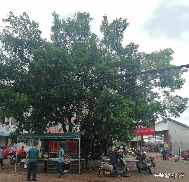 广西南宁横州市芦村，原本是区副县级单位后来怎么就降为村了