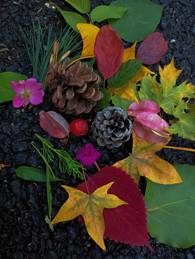 低头捡个秋！我收藏了整个烟台的秋天