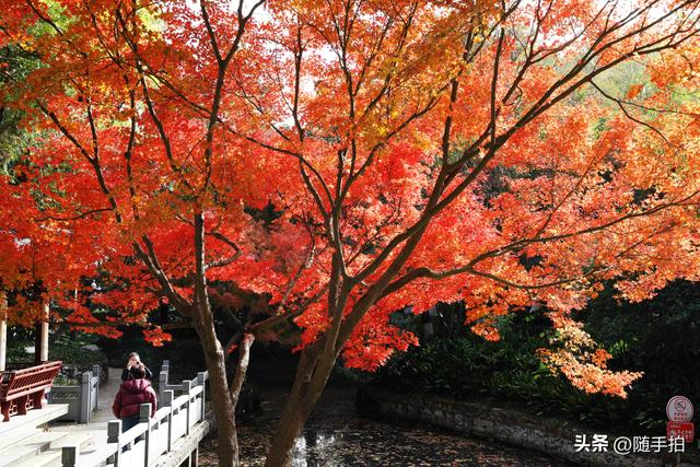 “枫”情万种，上海闵行红园枫叶色彩斑斓进入观赏季