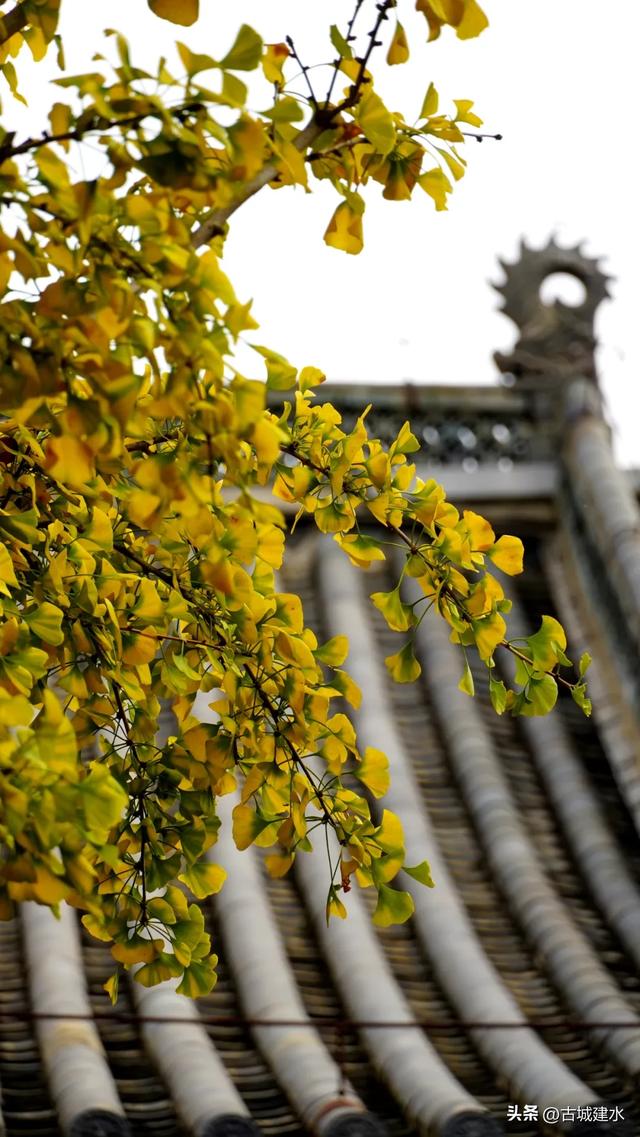 初冬雅韵：临安府署银杏换新妆