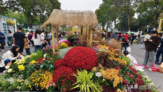 秋韵菊香、沙湖寻美—— 沙湖公园武汉第42届菊花展掠影