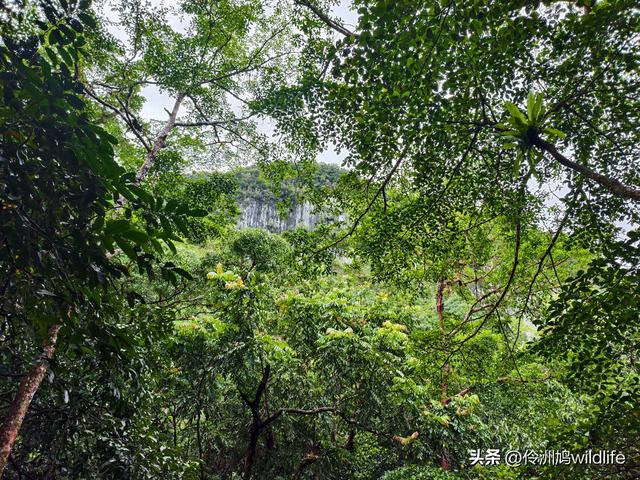 马来西亚(31)砂拉越州⑤姆鲁山canopy树冠高空漫游