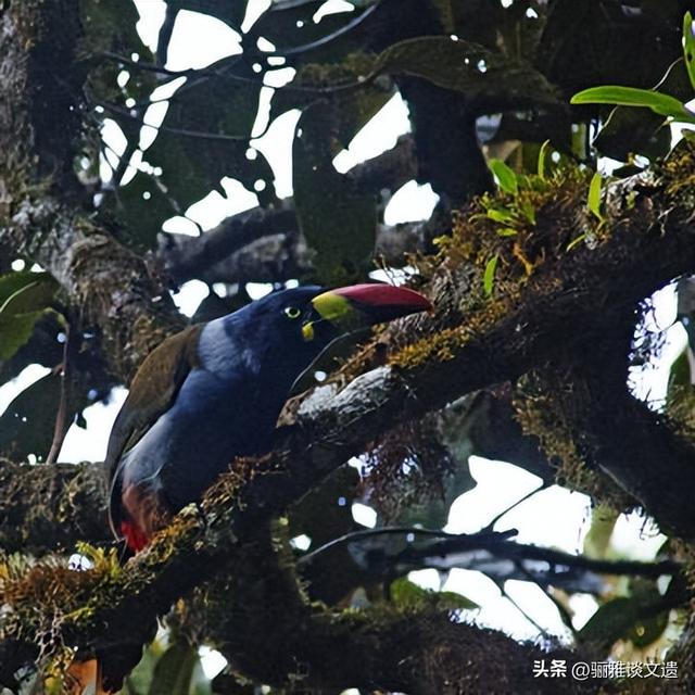从北极万年游牧荒野，到赤道海洋湖泊群，42处世界双遗产极境之美