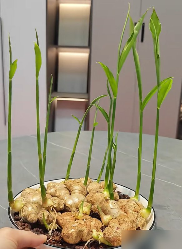 北京一姑娘“把生姜当绿植”养在客厅走红，网友：好美，好高级