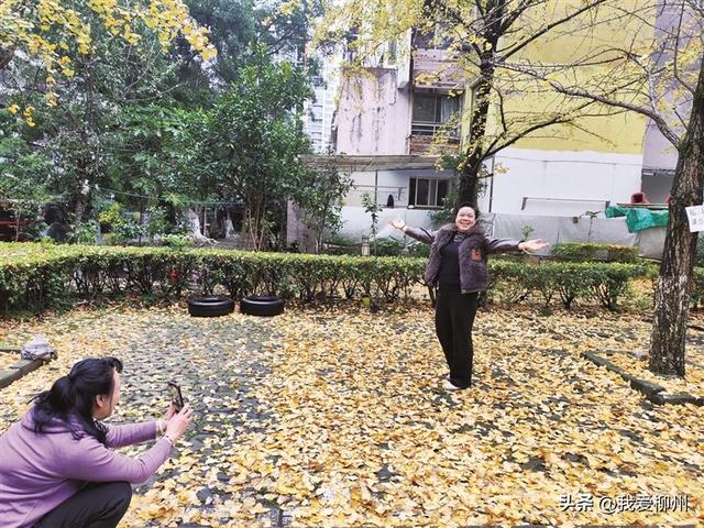 银杏叶黄 满树鎏金