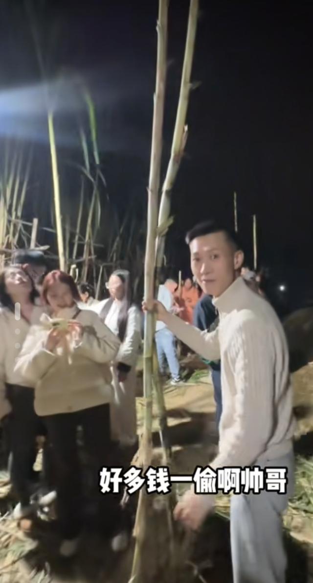 四川眉山“偷甘蔗”成网红玩法，沉浸式体验夜闯甘蔗地的刺激欢乐
