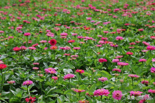 江苏苏州昆山花桥地铁站遇见粉色花海，百日菊盛放宛如画卷